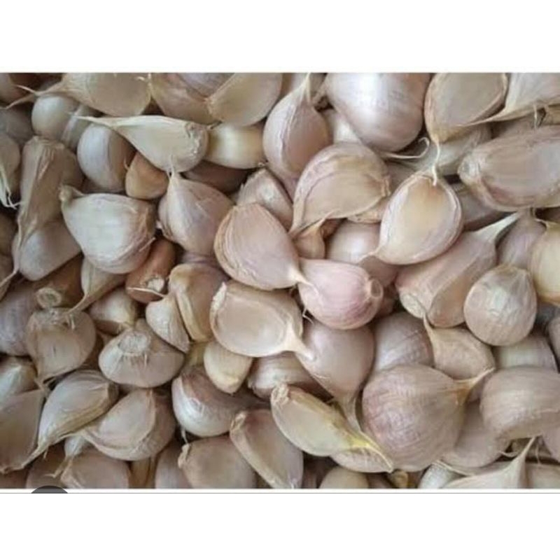 

Bawang Putih kating bersih