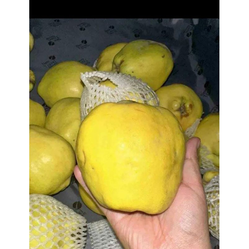 

Buah Safarjal | Buah Quince per 1 biji
