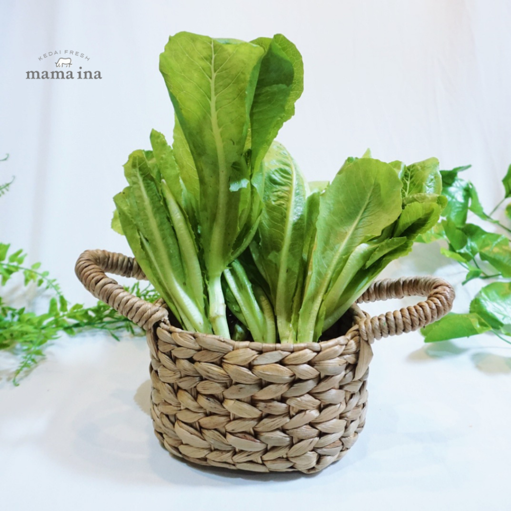 

Selada Romaine Organik 350g