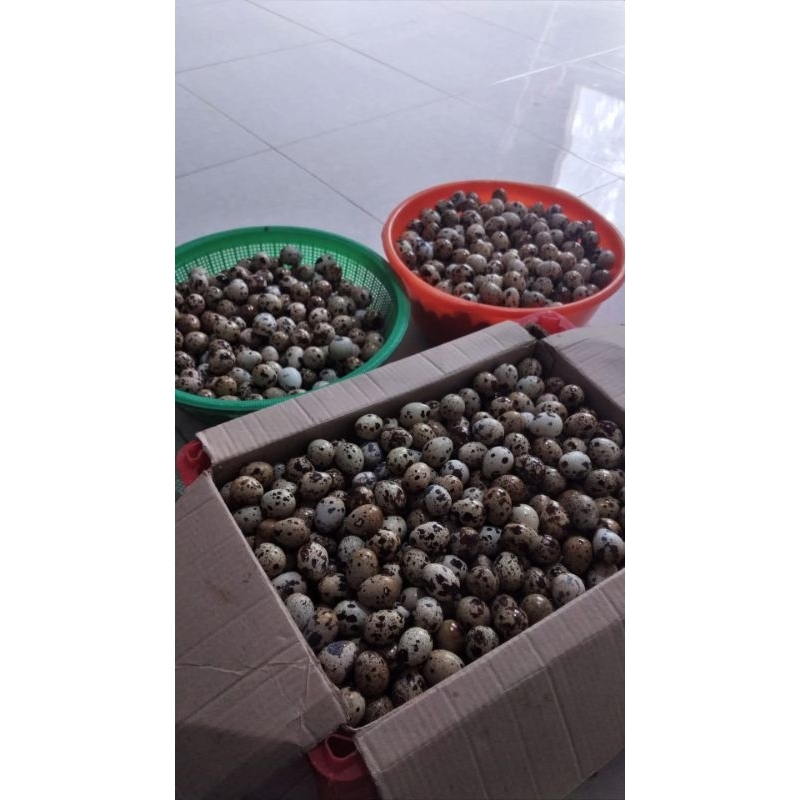 

Telur Puyuh Fresh