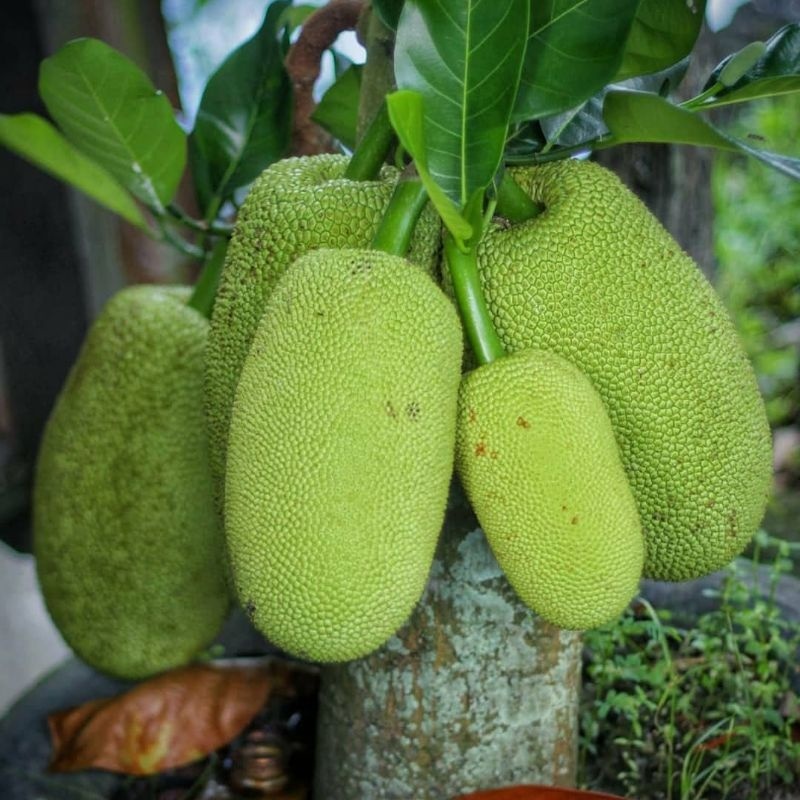 Bibit Pohon Buah Nangka Sayur | bibit okulasi | nangka buah | nangka sayur