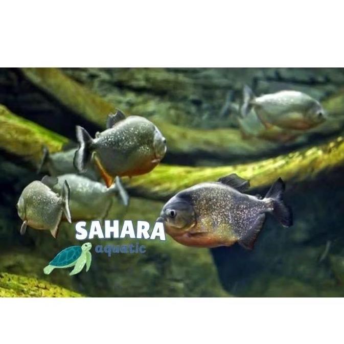 Senar joran pancing piranha rbp BELI 5 BONUS 1 bisa cod