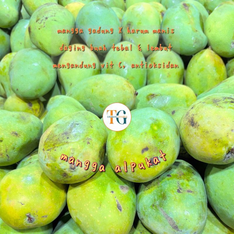 

buah segar kiloan mangga alpukat jogja