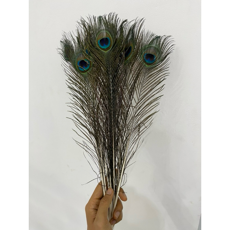 BULU MERAK PREMIUM 40-70 cm dekorasi kerajinan tangan hiasan