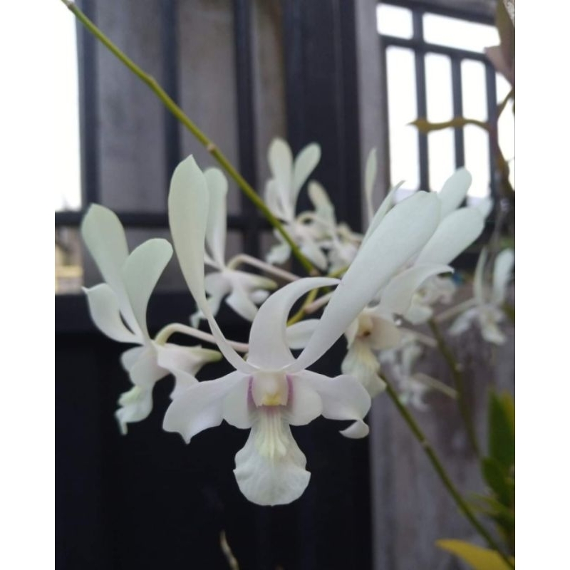 Dendrobium Capung Jawa