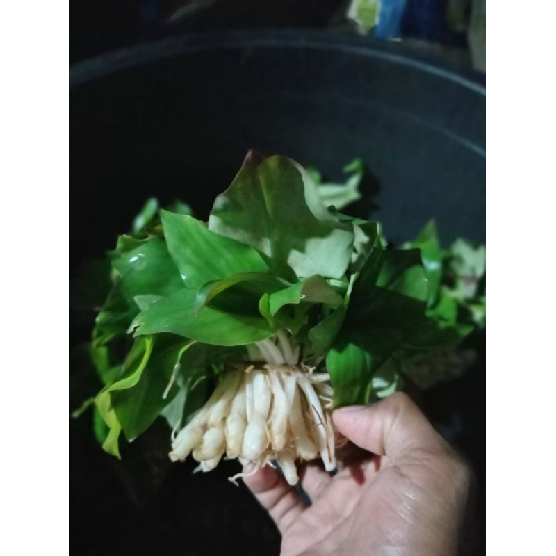 

daun kencur segar