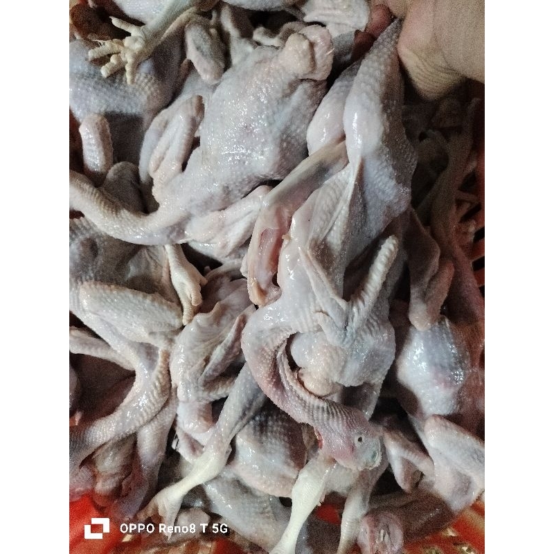 

Ayam Kampung sedang fresh 1ekor