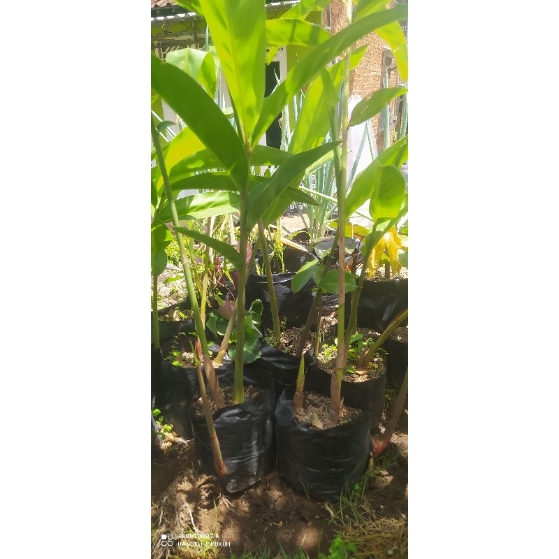 

LENGKUAS bumbu dapur