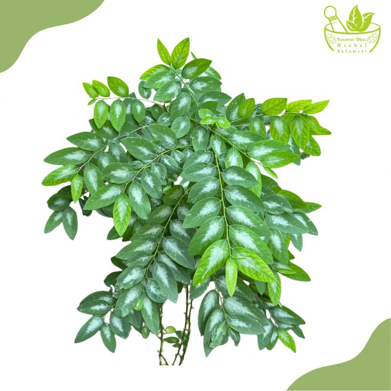 

Daun Katuk Segar (150 Gram)