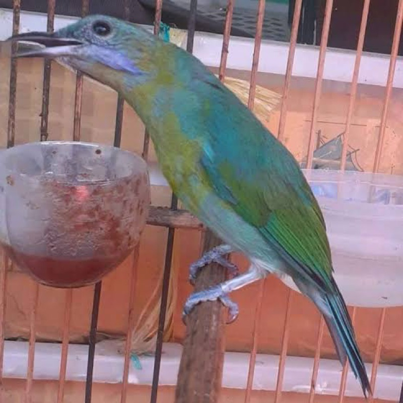 CUCAK CUNGKOK BETINA mapan rajin bunyi