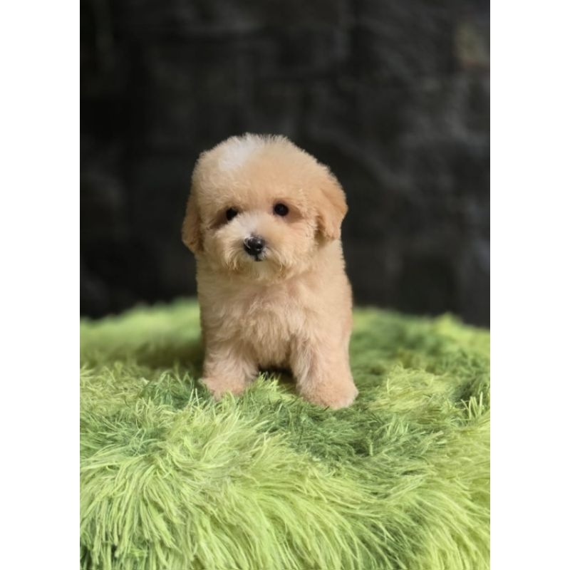 apricot poodle jantam