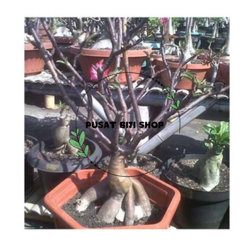 Benih Bunga Aden Black Somalense Siap Tanam Isi 5 PCS Bibit Biji Adenium