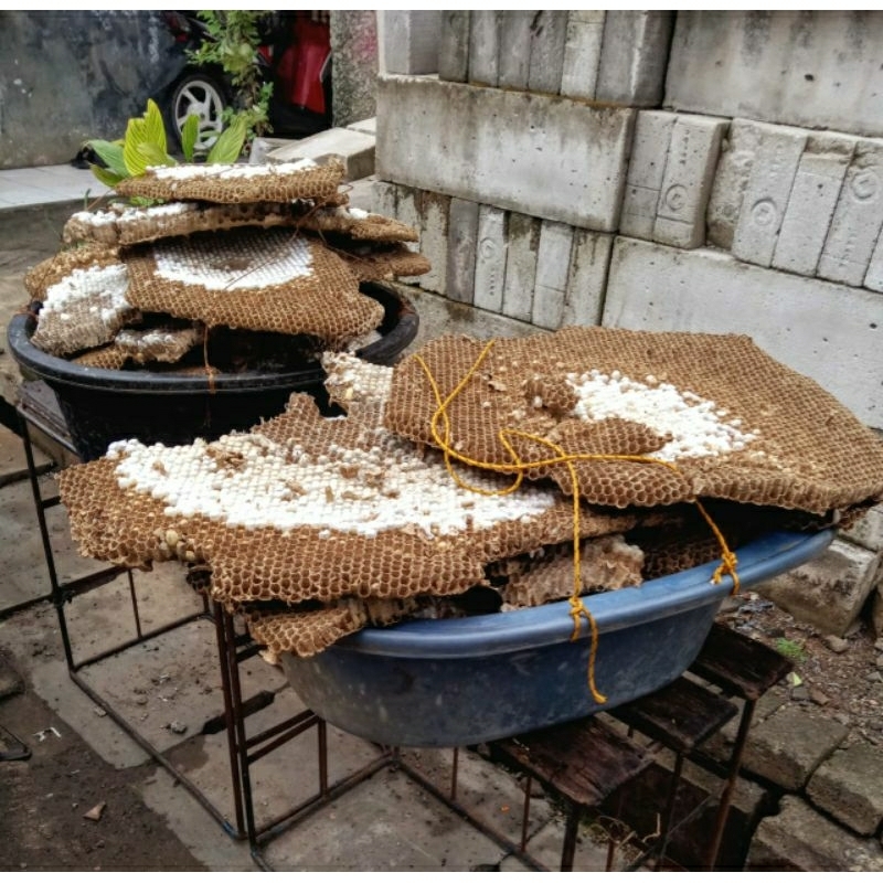 larva tawon vespa isi 50 ekor