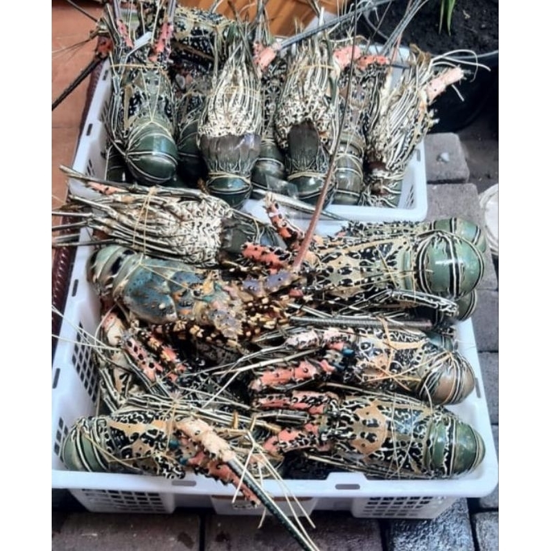 

Lobster