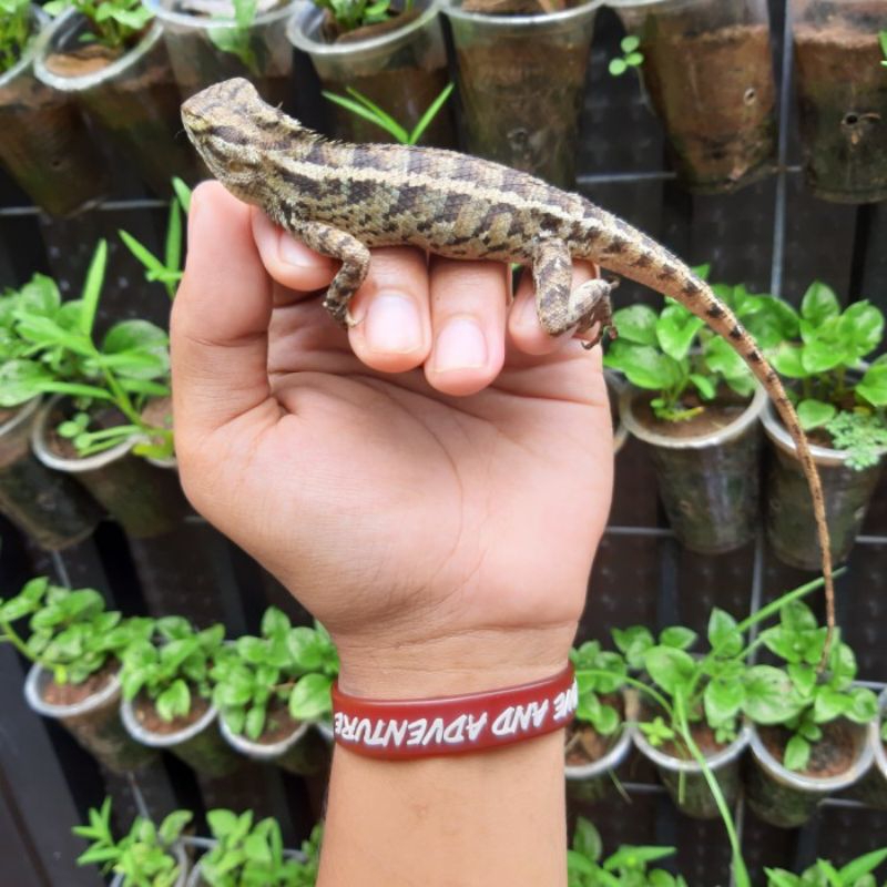 makan nan predator dan bunglon taman bisa buat pajangan