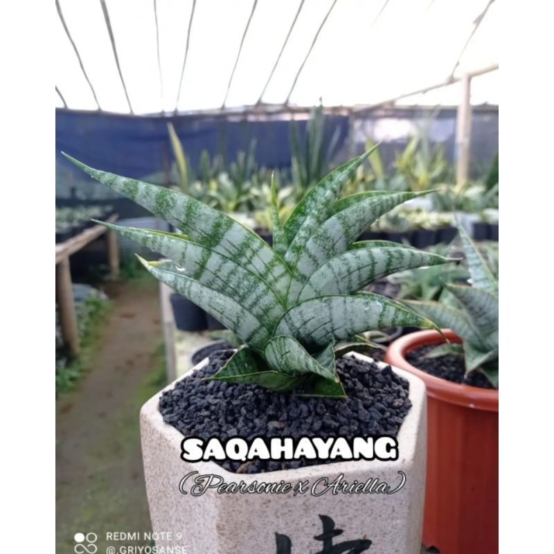 Sansivera Hybrid "SAKAHAYANG"