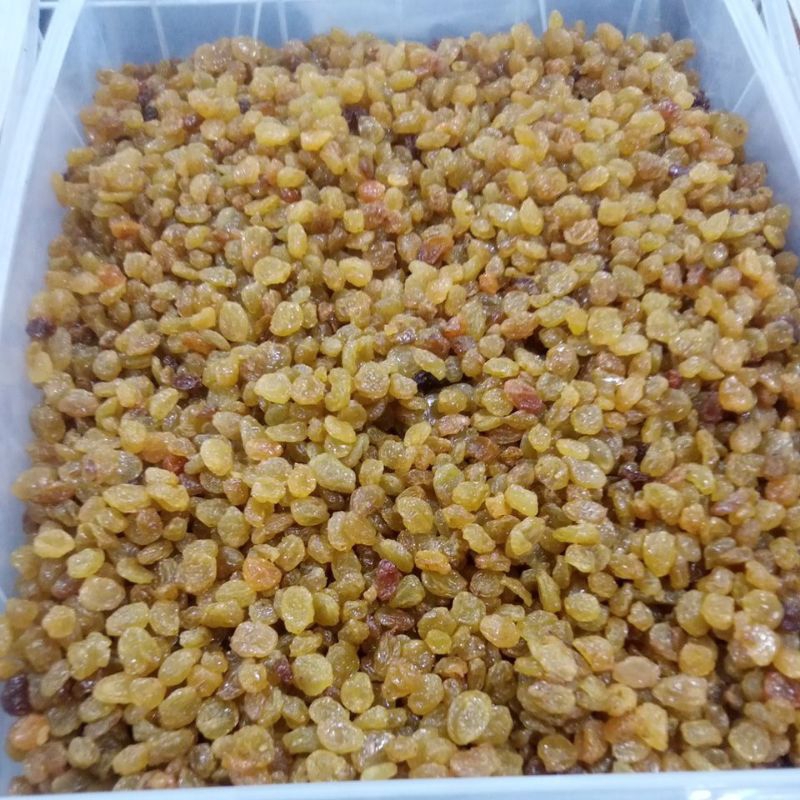 

Kismis Kuning Fancy Golden 1 kg