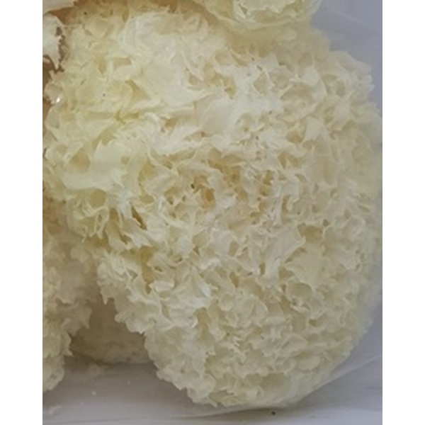 

100gr Jamur Putih Salju / Bai Mu Er / Snow White Fungus / Yin er / Jamur Es Kering