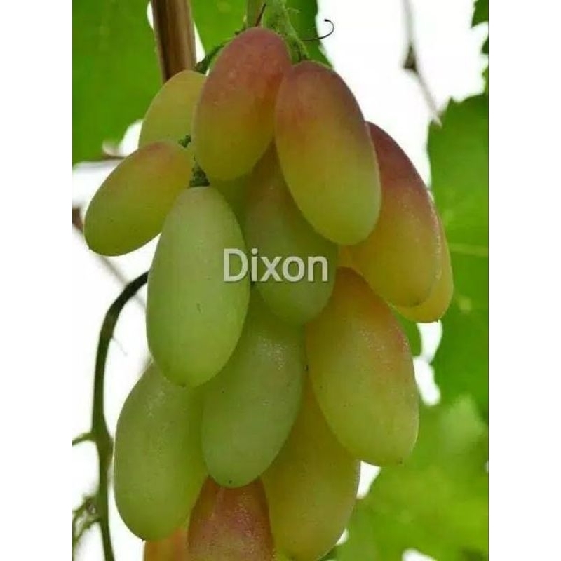 Bibit tanaman buah Anggur Dixon Import