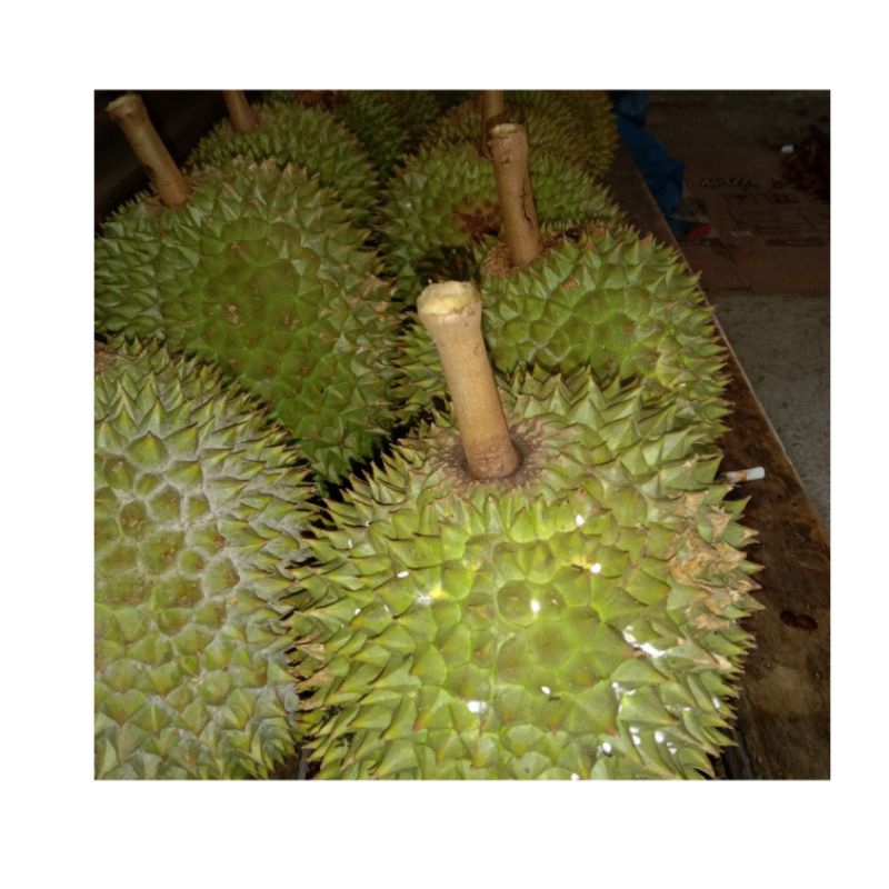 

duren lokal manis jos premium