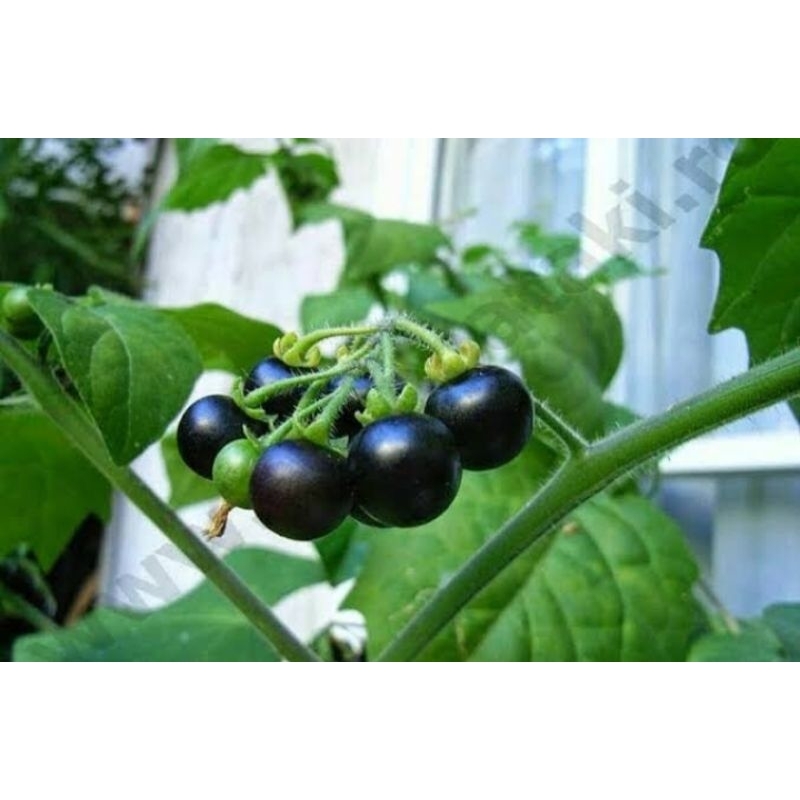 Benih Leunca Solanum Nigrum