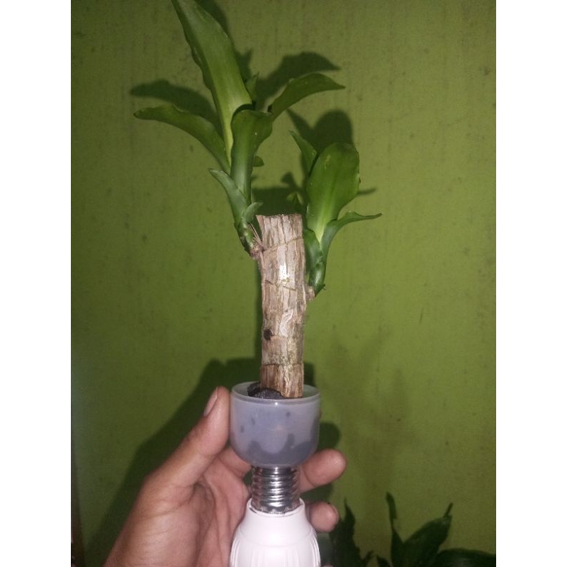 HANJUANG HIJAU/BRAZILIAN WOOD/BONSAI HANJUANG