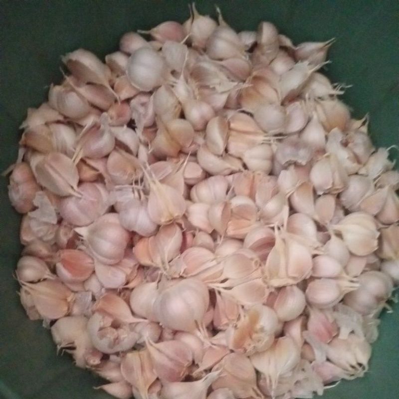 

bawang putih kating berkualitas