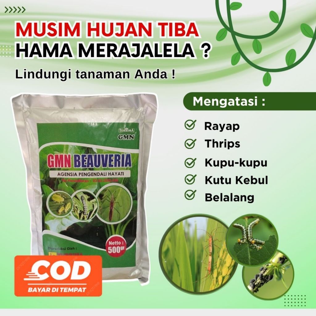 AMPUH  Obat Kutu Daun Thrips Tanaman Tomat, Pengendali Hayati Beauveria Bassiana Buah Tomat Obat Ant