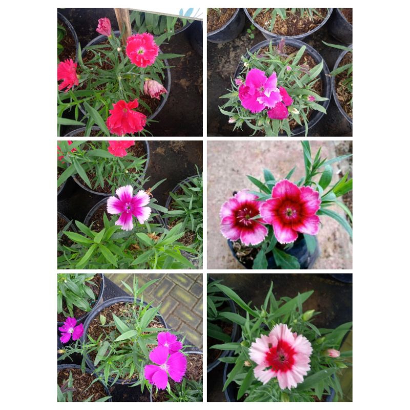 Bunga Anyelir