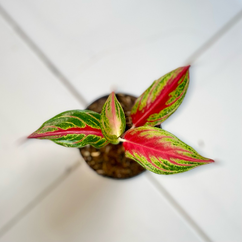 Aglaonema red sunset