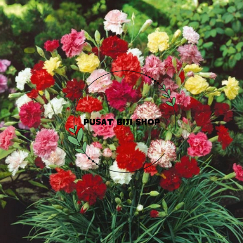 Seed Flower Dianthus Carnasis Bibit Benih Bunga Carnation Kertas Mekar Hiasan Taman Siap Tanam Isi 3
