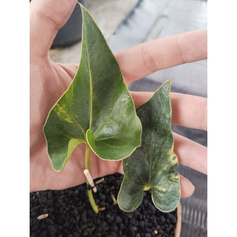anthurium corong varigata 2 daun aktif