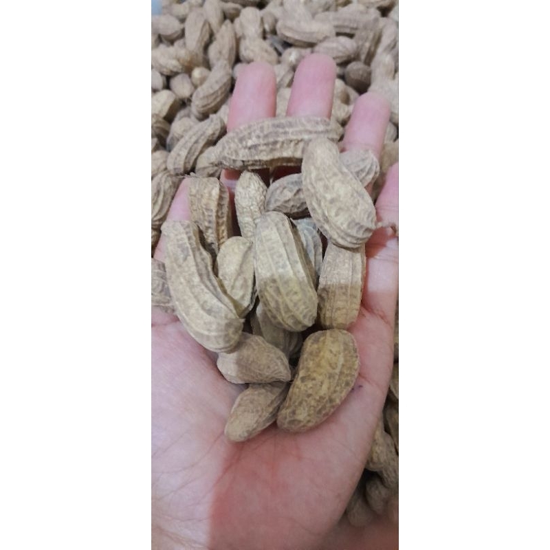 

Kacang Tanah basah kacang kulit mentah 500 gr