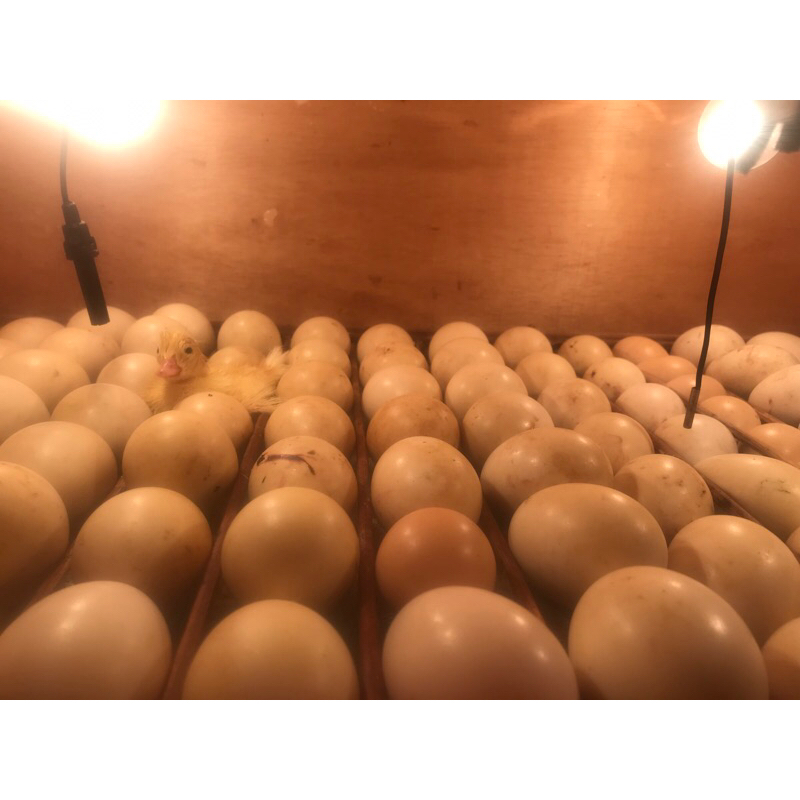 

telur entok jumbo fertil