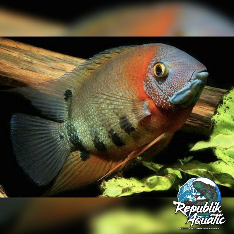 Severum Rotkeil