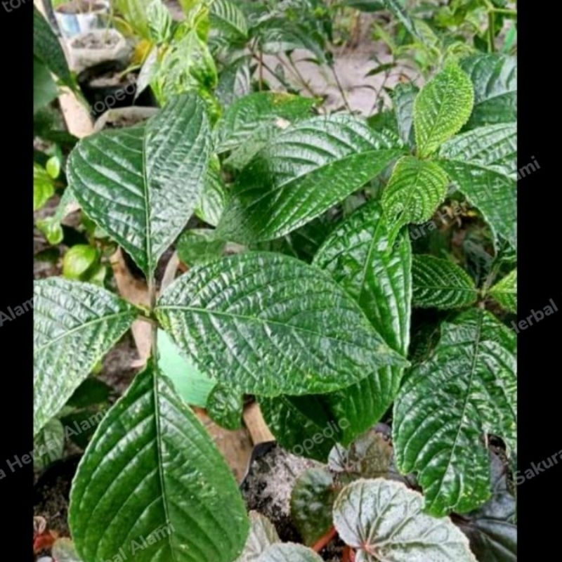 

DAUN PECAH BELING 150 LEMBAR SAMA BONUS FRESH