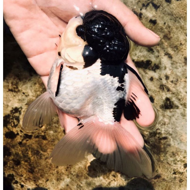 

KOKI ORANDA PANDA SUPER CANTIK GRADE A+