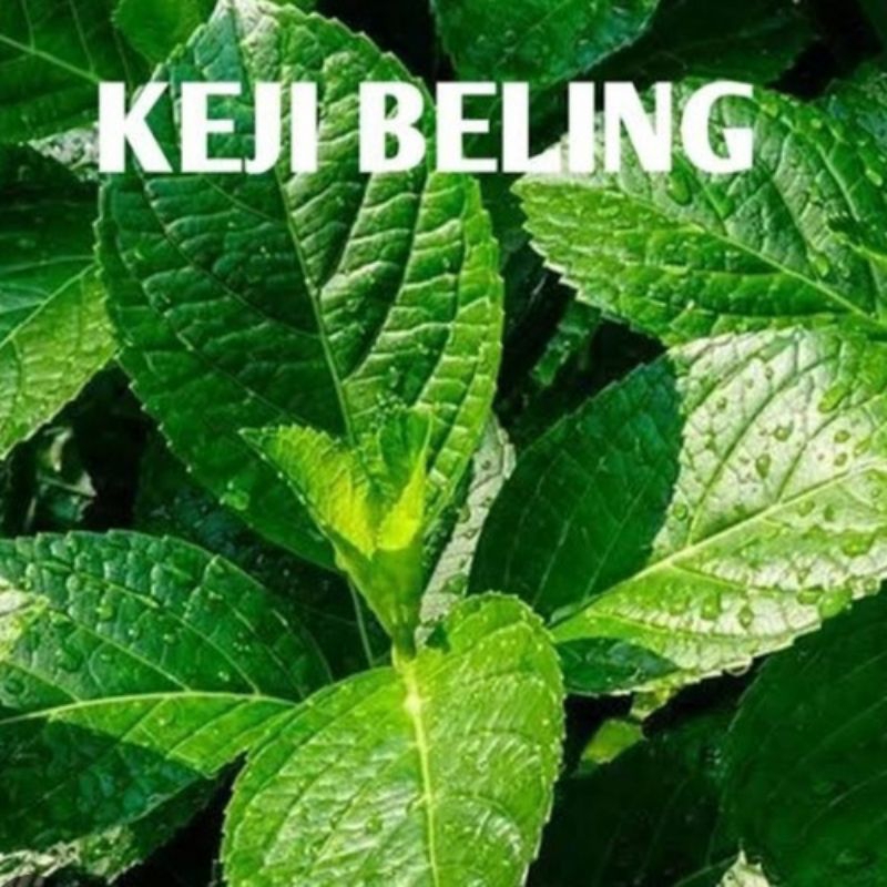 

Daun Keji Beling Kering Pecah Beling Kering 50 gram