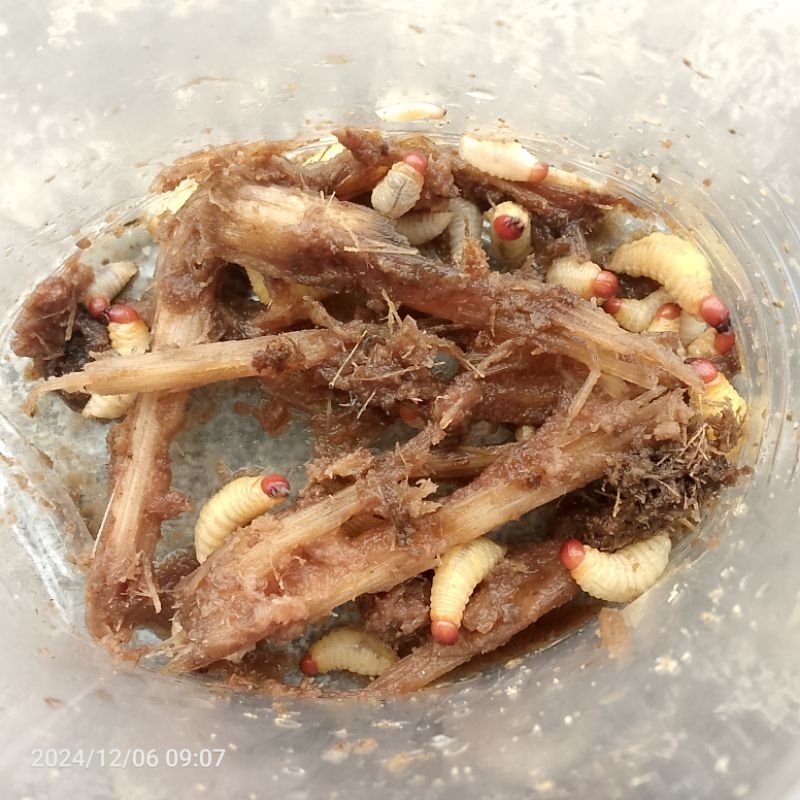 ULAT POHON PISANG hidup segar umpan pancing/22 ekor
