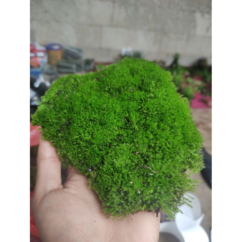 Star Moss paludarium - terarium - aquascape - Moss hutan paludarium