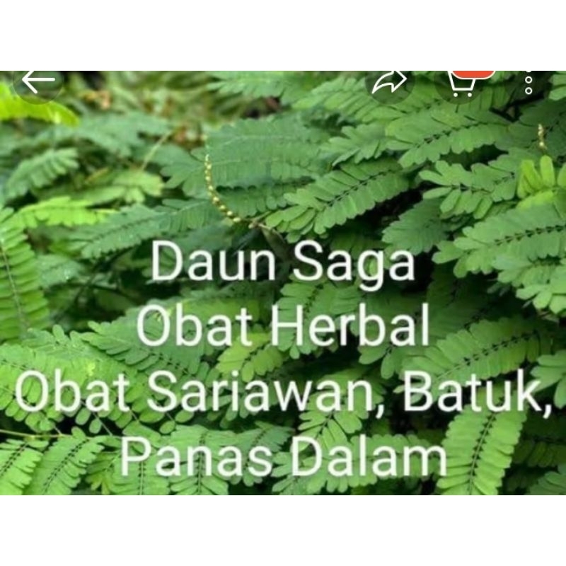 daun saga segar