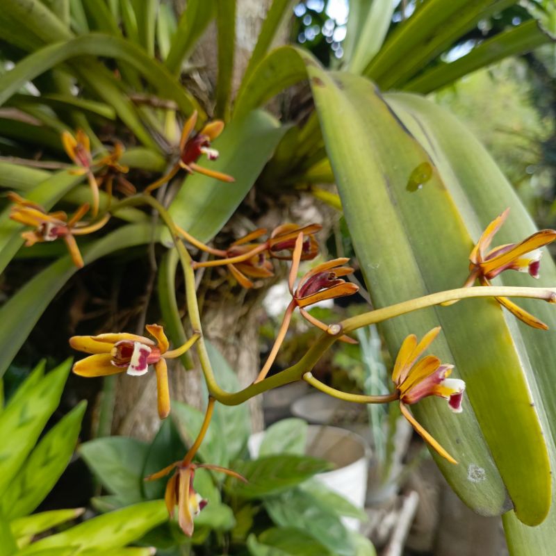 Anggrek spesies cymbidium finlaysonianum / anggrek cymbidium