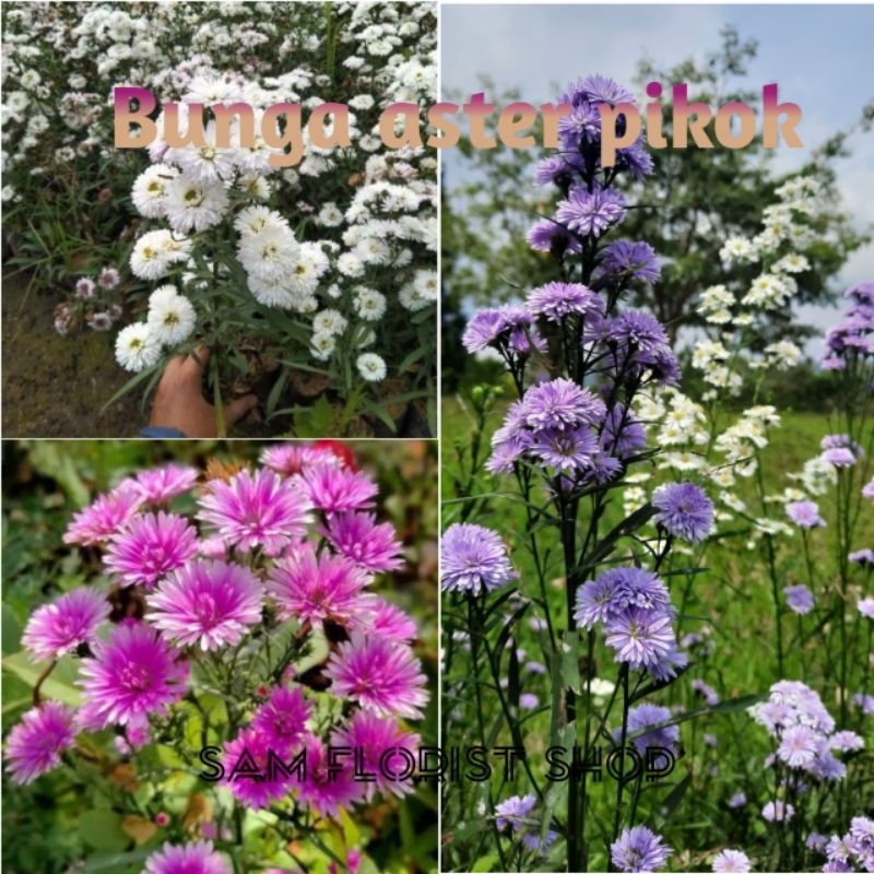 tanaman bibit bunga aster pikok - pikok aster tanaman hias hidup siap tanam
