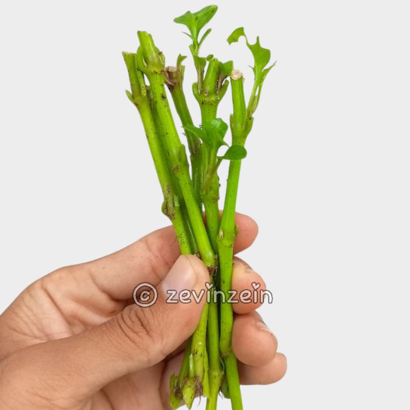 

10 Batang Sayur Bayam Brazil TANPA DAUN | MUDAH TUMBUH - SAYUR BERGIZI TINGGI