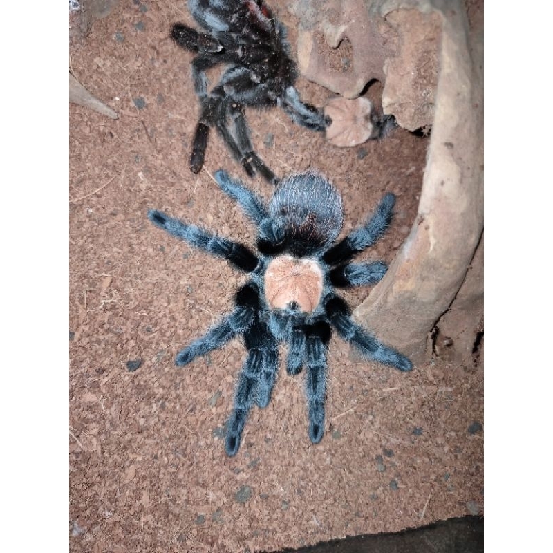 Brachypelma albiceps juve female (pakan ikan, pakan burung, reptile, tarantula)