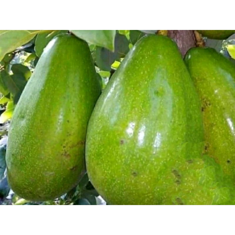 

Alpukat aligator berat produk 1 kg