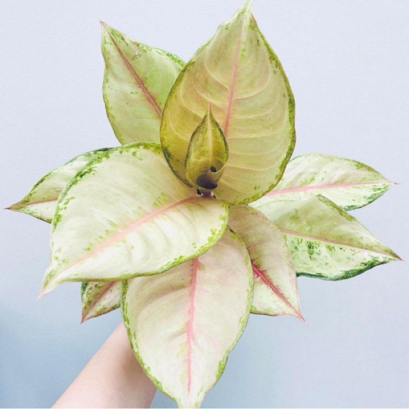 anakan bunga aglonema frozen