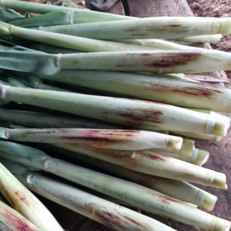 

1kg turubuk/telor tebu