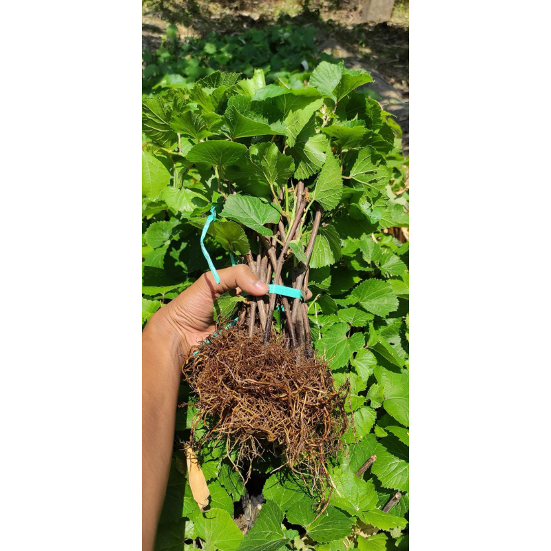 Bareroot mini rootstock So4 isi 20 bibit