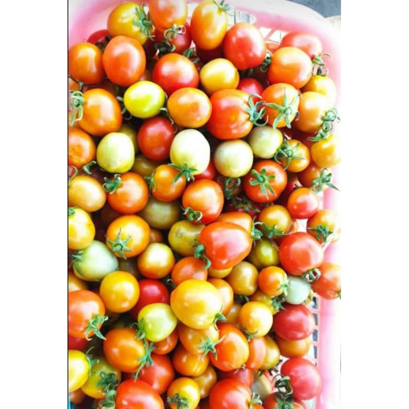 

tomat sayur 1 kg. murah